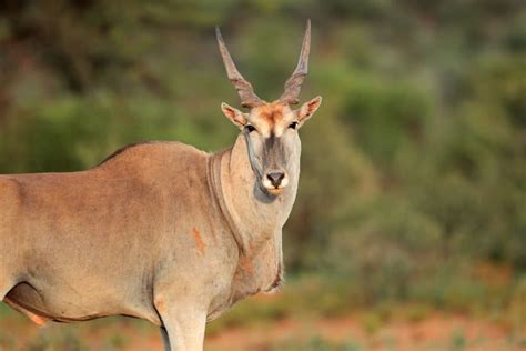 8 Unique Species of Spiral-Horned Antelope Endemic to Africa