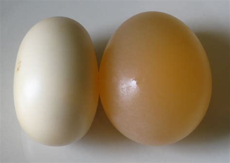 Scientific Videos: Osmosis Practical with Eggs