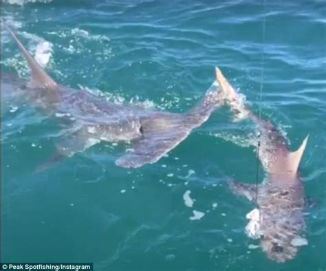 When the hunter becomes the hunted! Video shows the terrifying moment huge hammerhead shark ...