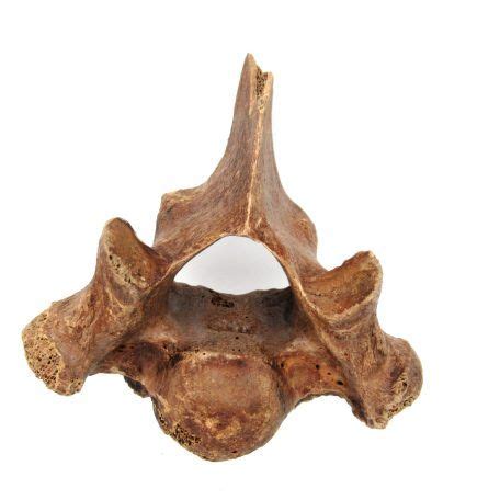 Florida Ice Age Tapir Vertebrae #2 | Fossils for Sale | Tapir, Ice age ...