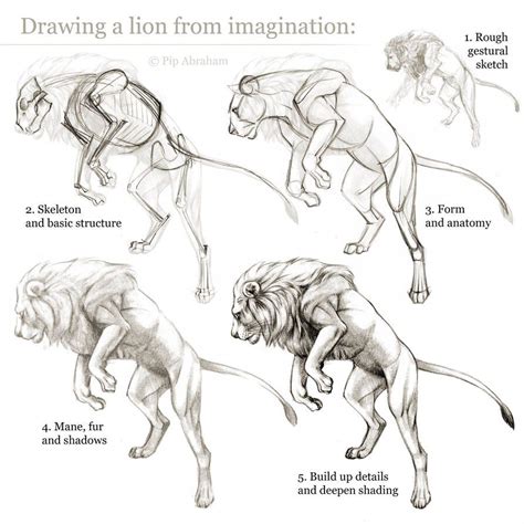 Tutorial: Drawing a lion from imagination by oxpecker | 동물 해부학, 사자 그림, 동물 스케치