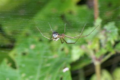 Linyphiidae, Sheet web spiders