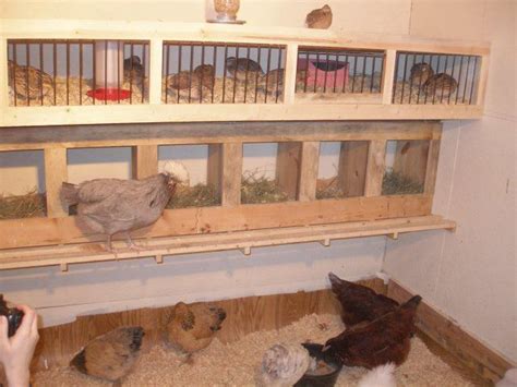 coturnix quail housing | Chickens backyard, Chickens, Raising chickens