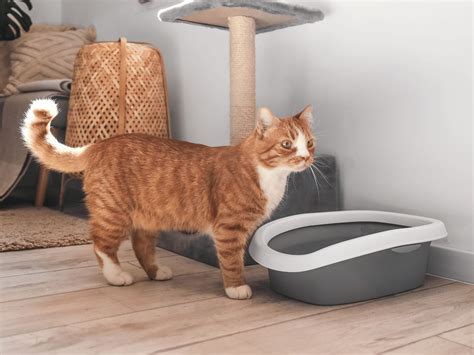 Conquering the Odor: Innovative Litter Box Smell Hacks for a Fresher H – Lesure Pet