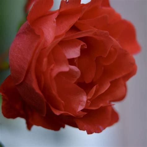 Red rose by Tara Michelle Evans | Red roses, Rose photos, Red images