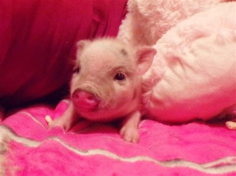 Pink Teacup Piglets