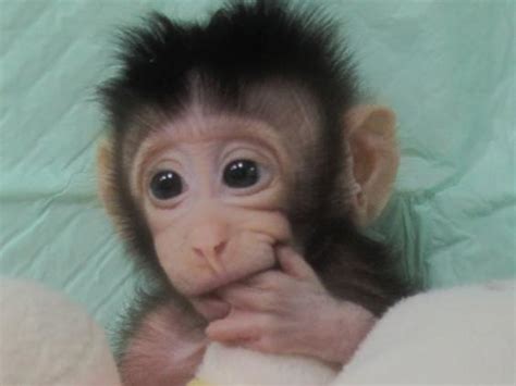 Scientists possess cloned a monkey in a sizable world first - Fraja Maroc