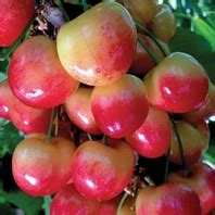 Varieties – Cherry | WSU Tree Fruit | Washington State University
