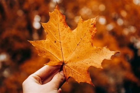 National Flower Of Canada: Provincial Flower Maple Leaf - Plantisima