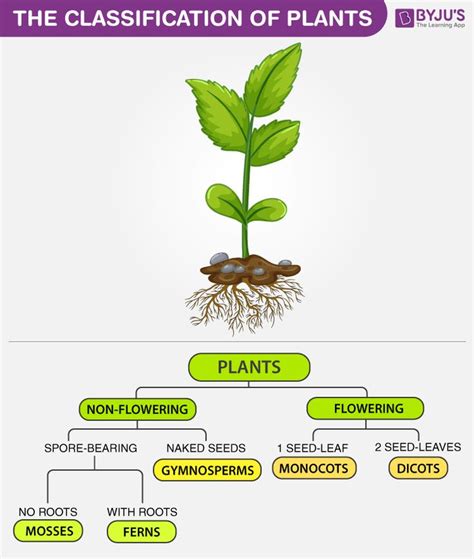 The Classification Of Plants | Biology plants, Plant science ...