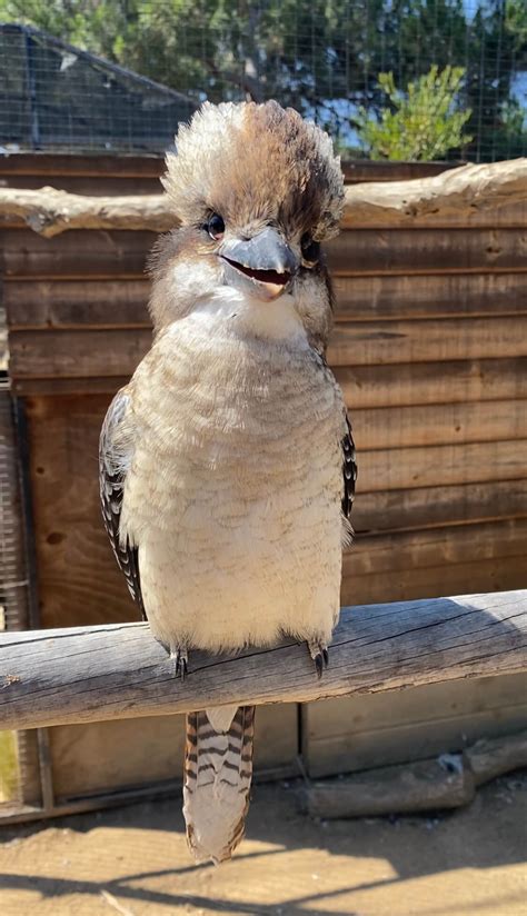 Laughing Kookaburra - Avian Behavior International