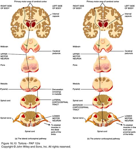 lateral corticospinal tract | Medical anatomy, Neuroscience, Neurology