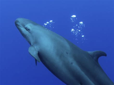 Dozens Of False Killer Whales Mysteriously Strand Themselves In Florida | WBEZ Chicago