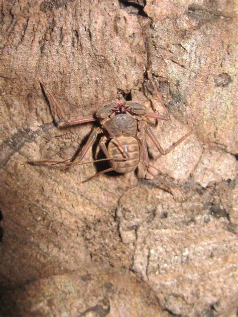 Sarax species – Amblypygi – whip spiders