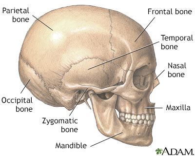 Mandible And Maxilla Anatomy