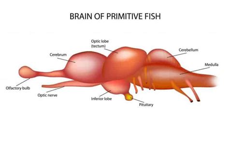 Do fish like being petted? And do fish recognize their owners?