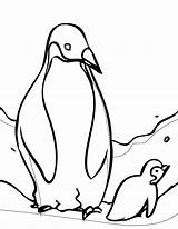 Free Printable Penguin Coloring Pages For Kids sketch template