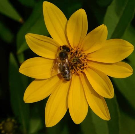 Foto gratis: ape, insetto, natura, fiori, macro, pistillo, polline, miele, flora, estate