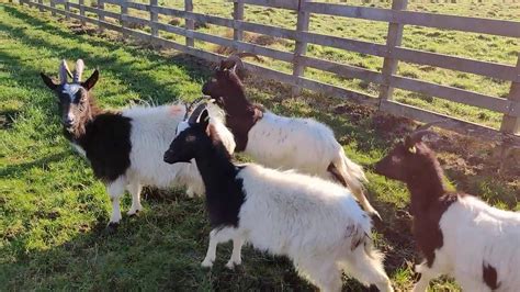 Bagot Goats arrive at Cragend Farm January 2020 - YouTube