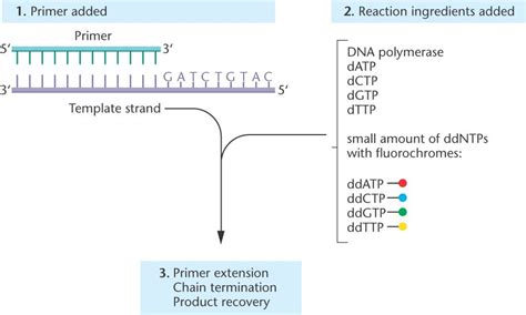 dideoxynucleotide.html 19_28-dideoxynucleotide.jpg