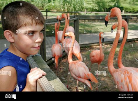 Birmingham Alabama,Zoo. pink flamingo,bird birds,Hispanic Latin Latino ethnic immigrant ...