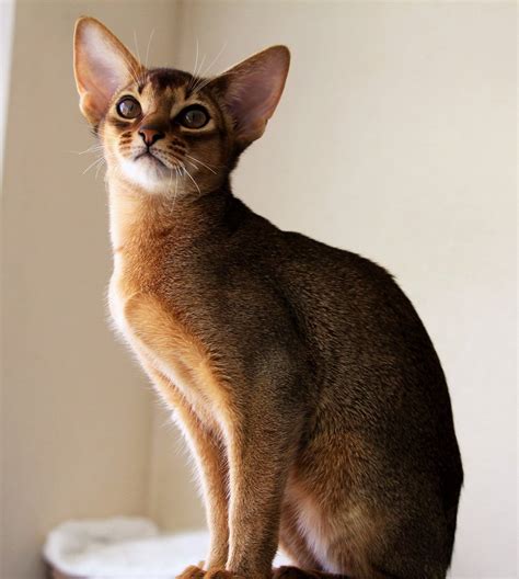 List 91+ Pictures Images Of Abyssinian Cats Full HD, 2k, 4k 10/2023