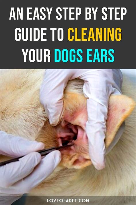 Painstaking Lessons Of Tips About How To Clean A Dog's Wound - Postmary11