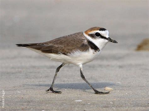 Kentish Plover | KuwaitBirds.org