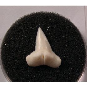 Modern White Hammerhead shark tooth for sale | Buried Treasure Fossils | Shark teeth, Hammerhead ...