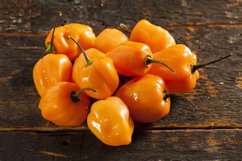 Habanero Orange: Everything You Need To Know