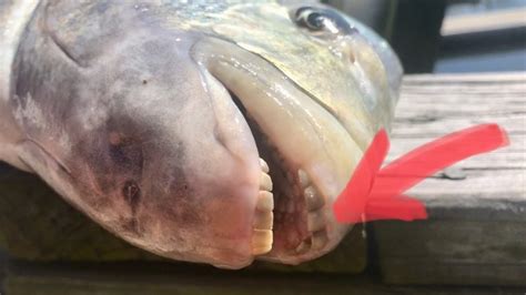 Fish With Human-Like Teeth Is Caught By Angler In Florida - Dimplify