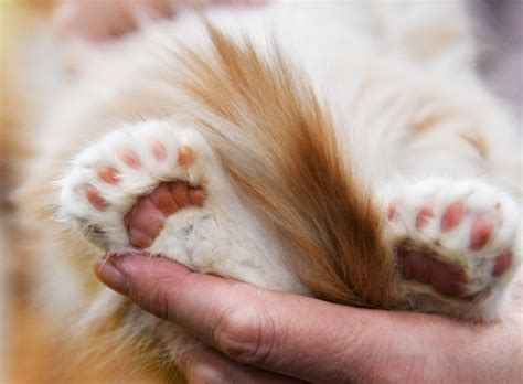 Who Is the World-Record Polydactyl Cat? Meet Paws! - Catster