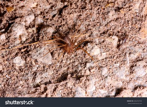 Brown Recluse Spider Habitat Stock Photo 636254744 | Shutterstock