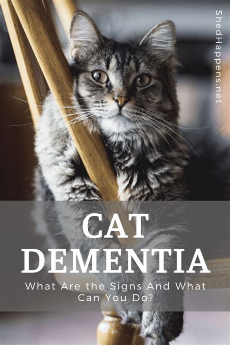 Cat Dementia: What Are the Signs And What Can You Do? - Shed Happens