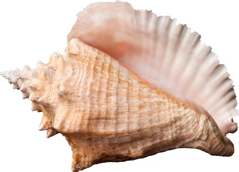 Conch Lord Of The Flies Symbolism