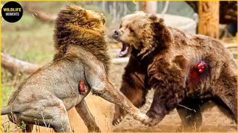 45 EPIC MOMENTS LION VS TIGER VS BEAR FIGHT TO THE LAST BREATH - YouTube