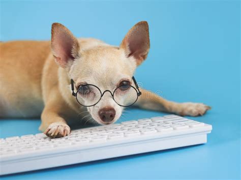 Brown Short Hair Chihuahua Dog Wearing Eye Glasses, Typing on Computer Keyboard and Looking at ...