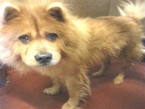 Chow Chow dog for Adoption in Atlanta, GA. ADN-724669 on PuppyFinder ...