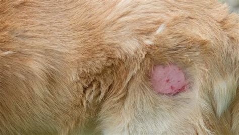 Staph Infection In Dogs: Symptoms, Causes, And Treatments - DogTime