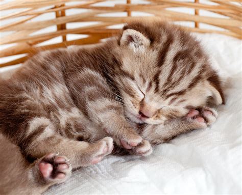 How much do kittens sleep? — K&H Pet Products