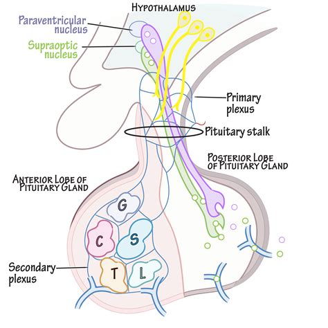 Physiology Glossary: Pituitary Gland Anatomy, Histology, and ...