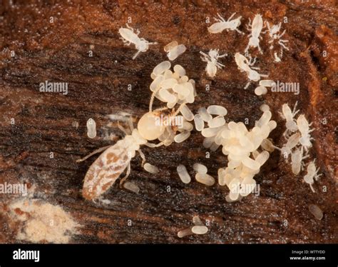 termite life cycle diagram - Elvia Thurman