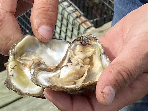 Chincoteague Oyster | Guide showing a fresh Chincoteague oys… | Flickr