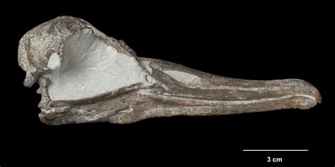 Species New to Science: [PaleoOrnithology • 2019] Aldiomedes angustirostris • A Small, Narrow ...