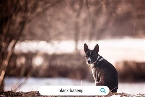 Basenji Colors Guide (with Photos) And Rare - Oodle Life