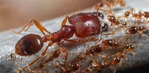 Invasive Big-Headed Ants Pose a Major Threat to a Kenyan Ecosystem - News