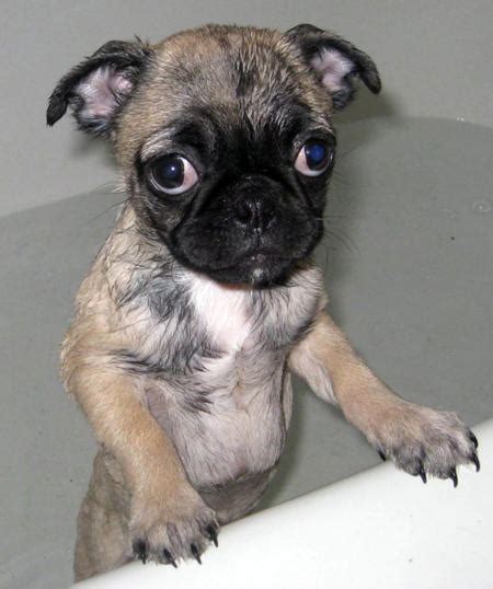 Pug Chihuahua Mix | Top Dog Directory