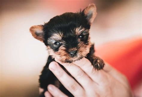 How To Train a Yorkie Puppy - PatchPuppy.com