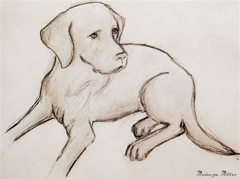 Labrador Drawing by SweetSurrender13 on deviantART | Animal drawings, Dog sketch, Dog drawing