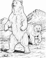 Free Bear Coloring Pages sketch template
